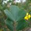  Paul Fabre - Coronilla valentina subsp. glauca (L.) Batt. [1889]