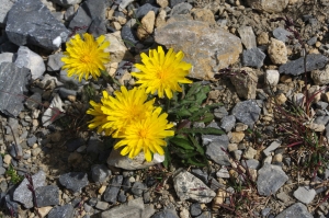 Jean-Luc Gorremans, le 15 août 2012 (Les Allues (Sentier Col Rouge Col de Chanrouge))