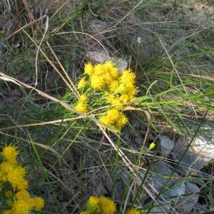 Photographie n°98623 du taxon Galatella linosyris (L.) Rchb.f. [1854]