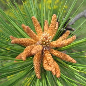 Photographie n°98627 du taxon Pinus nigra subsp. nigra
