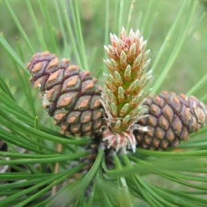  - Pinus nigra subsp. nigra