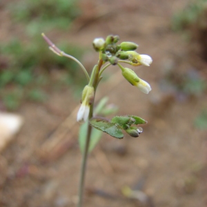 Photographie n°98635 du taxon Arabidopsis thaliana (L.) Heynh. [1842]