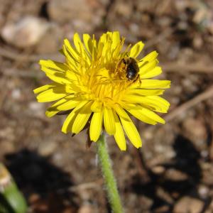 Photographie n°98644 du taxon Taraxacum F.H.Wigg. [1780]