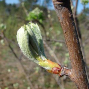 Photographie n°98647 du taxon Sorbus domestica L. [1753]