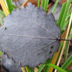 Photographie n°98672 du taxon Populus tremula L. [1753]