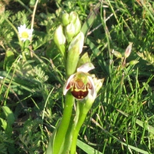 Photographie n°98681 du taxon Ophrys apifera Huds. [1762]