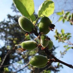 Photographie n°98682 du taxon Prunus armeniaca L. [1753]