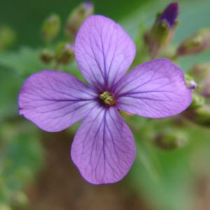 Photographie n°98688 du taxon Lunaria annua L.