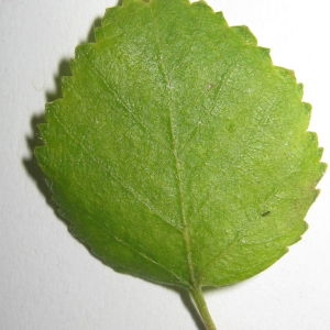 Photographie n°98701 du taxon Betula pubescens Ehrh. [1791]