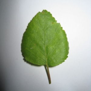 Photographie n°98702 du taxon Betula pubescens Ehrh. [1791]