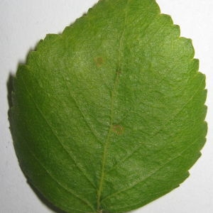 Photographie n°98707 du taxon Betula pubescens Ehrh. [1791]