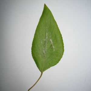 Photographie n°98750 du taxon Populus trichocarpa Torr. & A.Gray ex Hook. [1852]