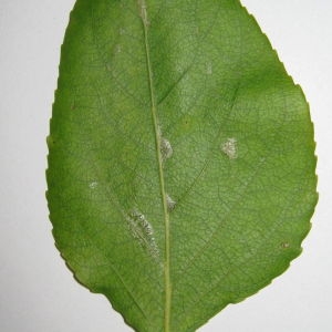 Photographie n°98752 du taxon Populus trichocarpa Torr. & A.Gray ex Hook. [1852]