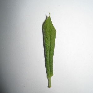 Photographie n°98756 du taxon Salix cinerea L. [1753]
