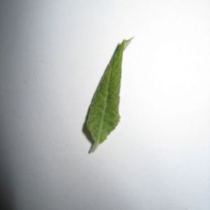 Photographie n°98762 du taxon Salix cinerea L. [1753]
