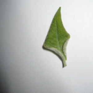 Photographie n°98763 du taxon Salix cinerea L. [1753]