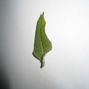 Photographie n°98764 du taxon Salix cinerea L. [1753]