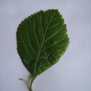 Photographie n°98789 du taxon Crataegus laevigata (Poir.) DC. [1825]