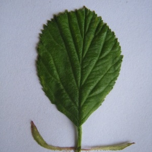 Photographie n°98790 du taxon Crataegus laevigata (Poir.) DC. [1825]