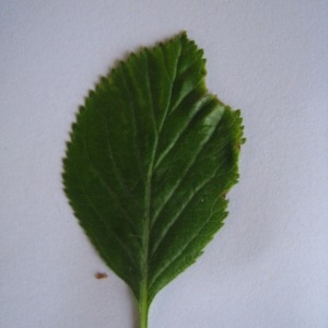 Photographie n°98791 du taxon Crataegus laevigata (Poir.) DC. [1825]