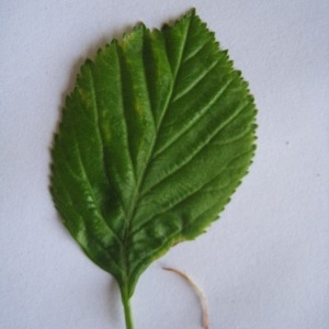 Photographie n°98793 du taxon Crataegus laevigata (Poir.) DC. [1825]