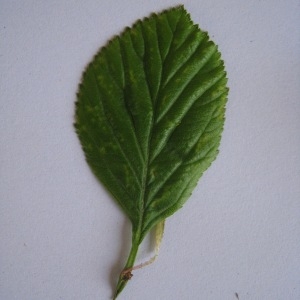 Photographie n°98794 du taxon Crataegus laevigata (Poir.) DC. [1825]