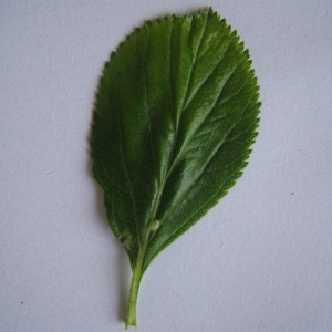 Photographie n°98795 du taxon Crataegus laevigata (Poir.) DC. [1825]