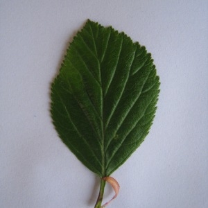 Photographie n°98798 du taxon Crataegus laevigata (Poir.) DC. [1825]