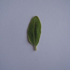 Photographie n°98802 du taxon Elaeagnus angustifolia L. [1753]