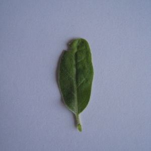 Photographie n°98803 du taxon Elaeagnus angustifolia L. [1753]