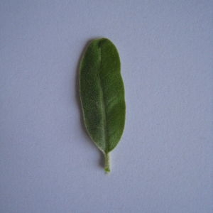 Photographie n°98804 du taxon Elaeagnus angustifolia L. [1753]