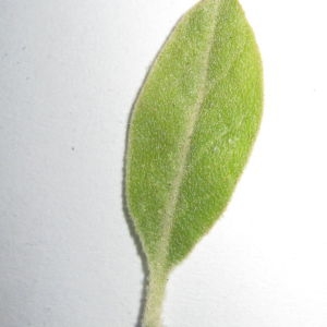 Photographie n°98807 du taxon Elaeagnus angustifolia L. [1753]