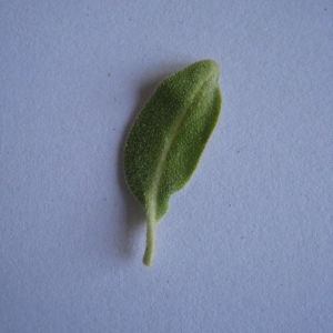 Photographie n°98808 du taxon Elaeagnus angustifolia L. [1753]