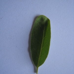 Photographie n°98810 du taxon Elaeagnus angustifolia L. [1753]