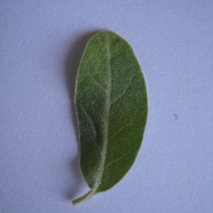 Photographie n°98813 du taxon Elaeagnus angustifolia L. [1753]