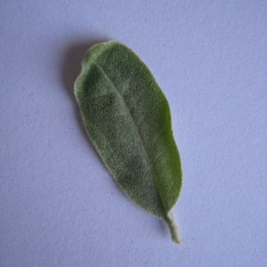 Photographie n°98814 du taxon Elaeagnus angustifolia L. [1753]