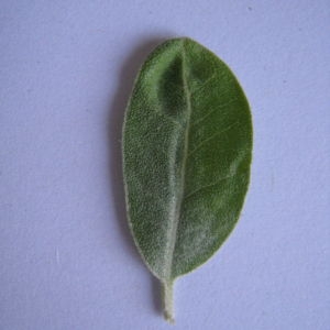 Photographie n°98815 du taxon Elaeagnus angustifolia L. [1753]
