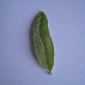 Photographie n°98816 du taxon Elaeagnus angustifolia L. [1753]