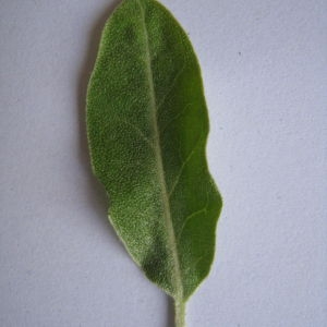 Photographie n°98818 du taxon Elaeagnus angustifolia L. [1753]