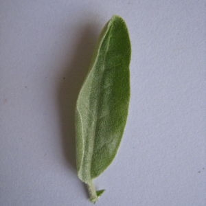 Photographie n°98820 du taxon Elaeagnus angustifolia L. [1753]