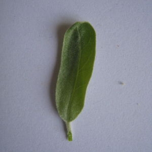 Photographie n°98821 du taxon Elaeagnus angustifolia L. [1753]