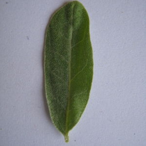 Photographie n°98822 du taxon Elaeagnus angustifolia L. [1753]