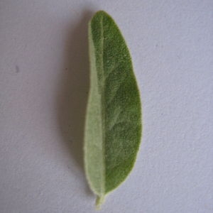 Photographie n°98823 du taxon Elaeagnus angustifolia L. [1753]