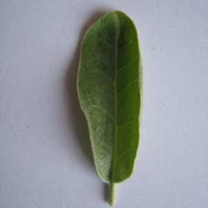 Photographie n°98824 du taxon Elaeagnus angustifolia L. [1753]