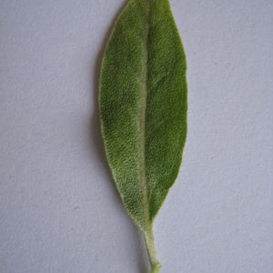 Photographie n°98825 du taxon Elaeagnus angustifolia L. [1753]