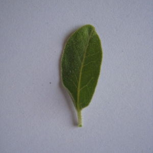 Photographie n°98826 du taxon Elaeagnus angustifolia L. [1753]