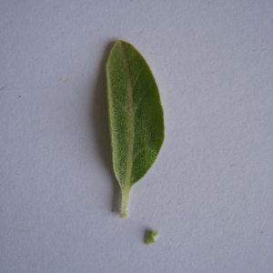 Photographie n°98827 du taxon Elaeagnus angustifolia L. [1753]