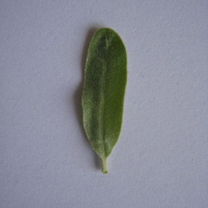 Photographie n°98828 du taxon Elaeagnus angustifolia L. [1753]