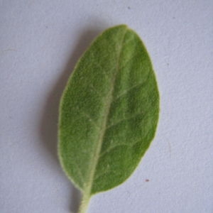 Photographie n°98829 du taxon Elaeagnus angustifolia L. [1753]