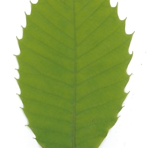 Photographie n°98847 du taxon Castanea sativa Mill. [1768]